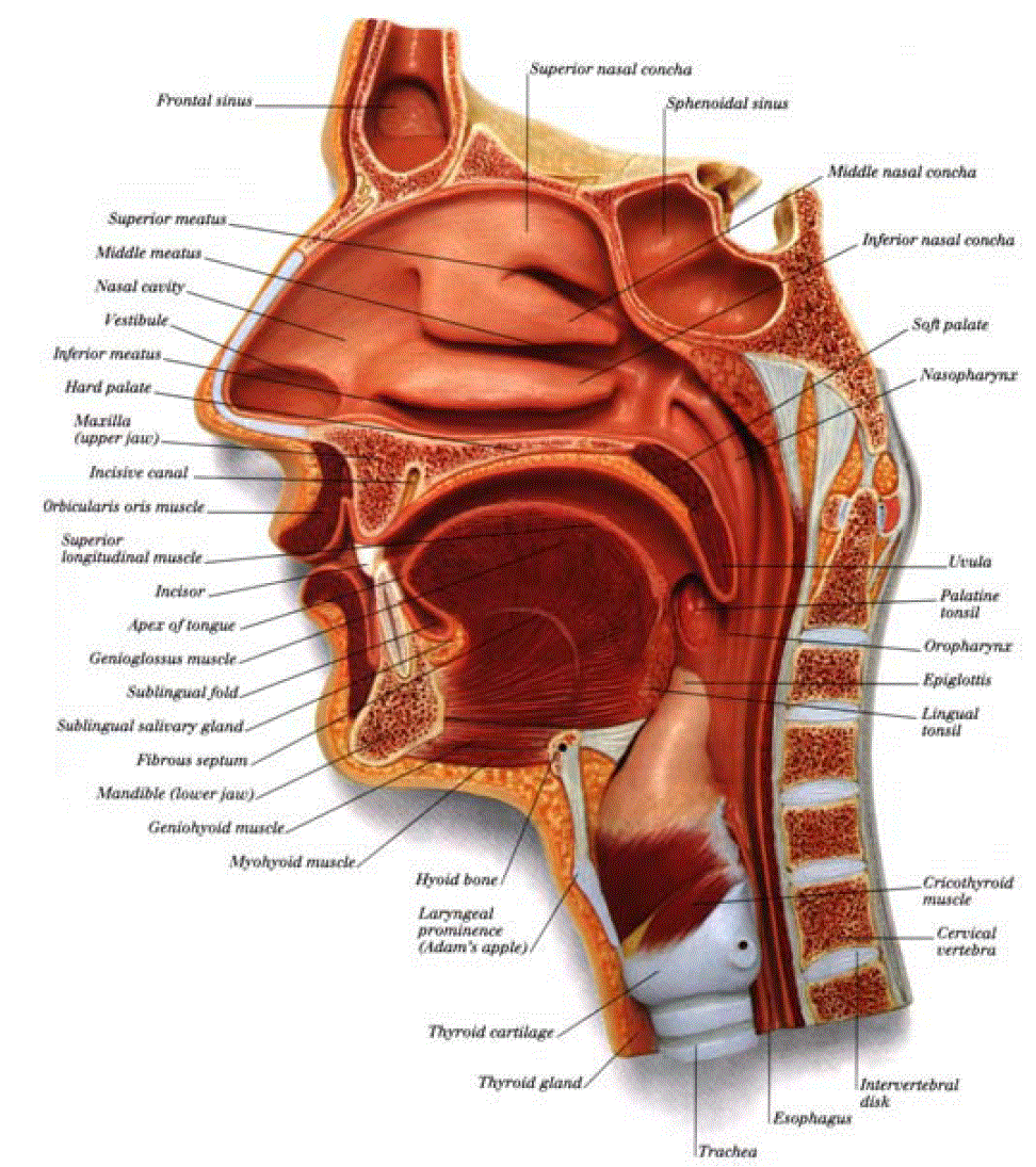 Носовая полость анатомия атлас. Строение гортани и ЛОР органов. Носоглотка строение анатомия.